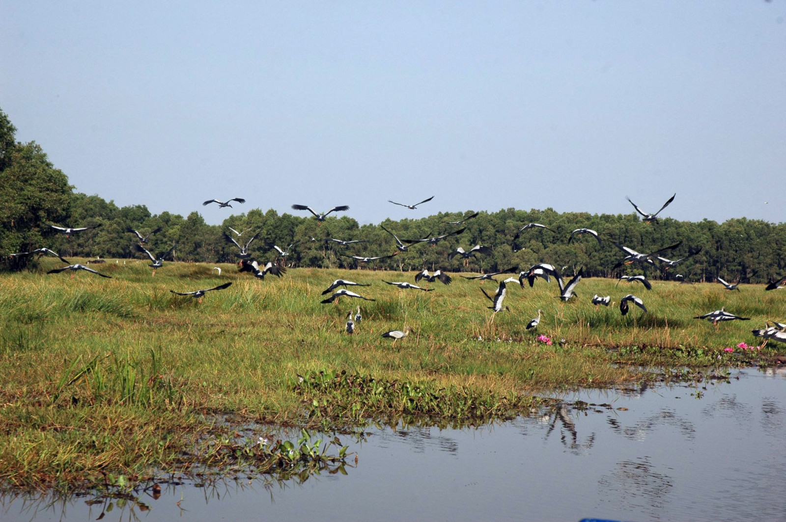 Cấp bách bảo tồn các loài chim hoang dã, di cư tại Việt Nam