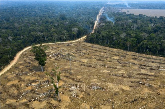 Diện tích rừng Amazon bị phá trong tháng 4 cao kỷ lục