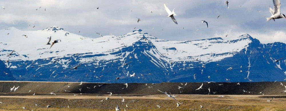 Biến đổi khí hậu đe dọa loài chim nhạn Bắc Cực