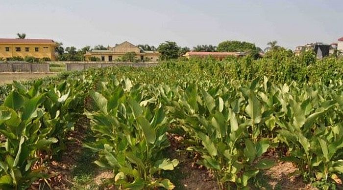 Lưu giữ và bảo quản nguồn gen nông nghiệp nhập nội phục vụ công tác nghiên cứu, đào tạo và đa dạng sinh học