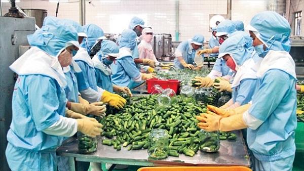 Hợp tác hướng tới công nghiệp hóa nền nông nghiệp Việt Nam