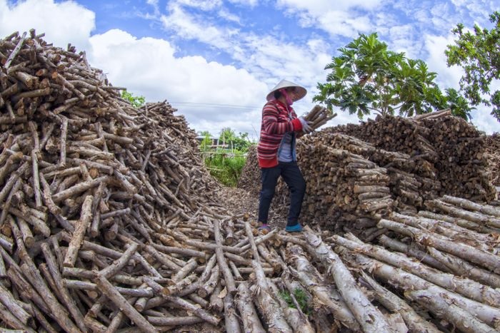 Động lực phát triển năng lượng sinh khối ở Việt Nam