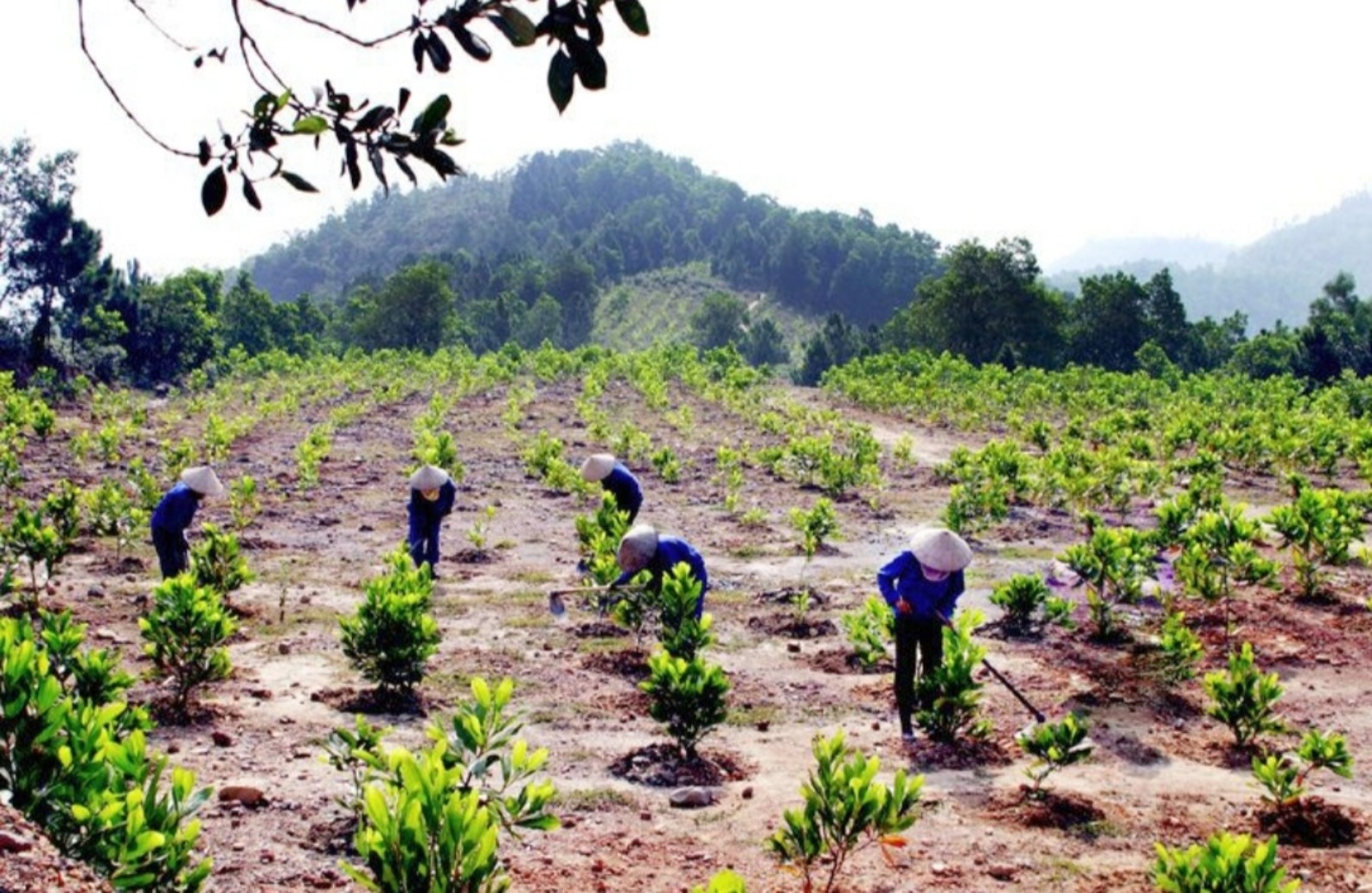 Thanh Hóa: Trồng 32.700 ha rừng tập trung trong giai đoạn 2021-2023