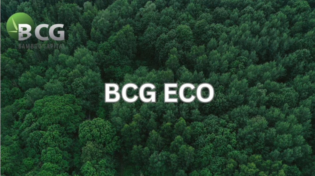 Bamboo Capital thành lập công ty trồng và chăm sóc rừng